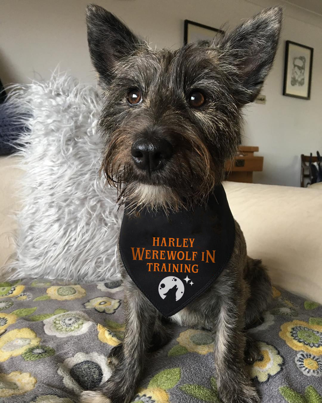 Werewolf In Training Personalised Dog Bandana
