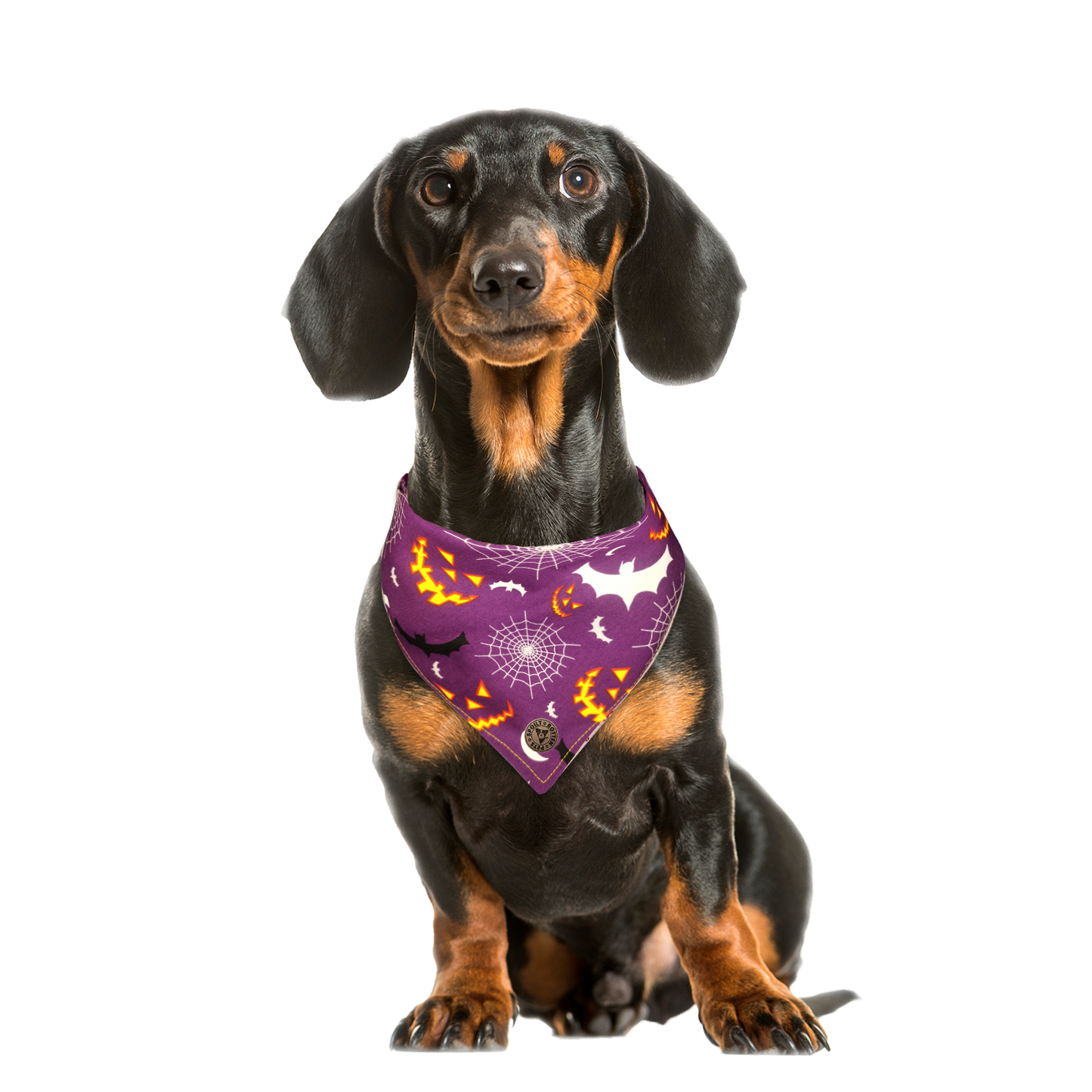 The Pomeroy - Grinning Pumpkins & Webs & Bats Tied Dog Bandana