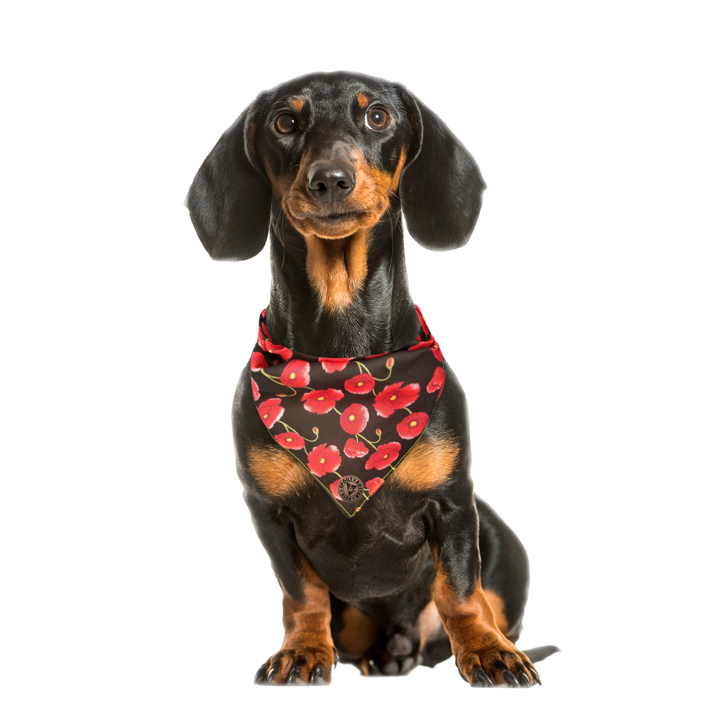 The Gloucester - Poppy Trails Tied Dog Bandana