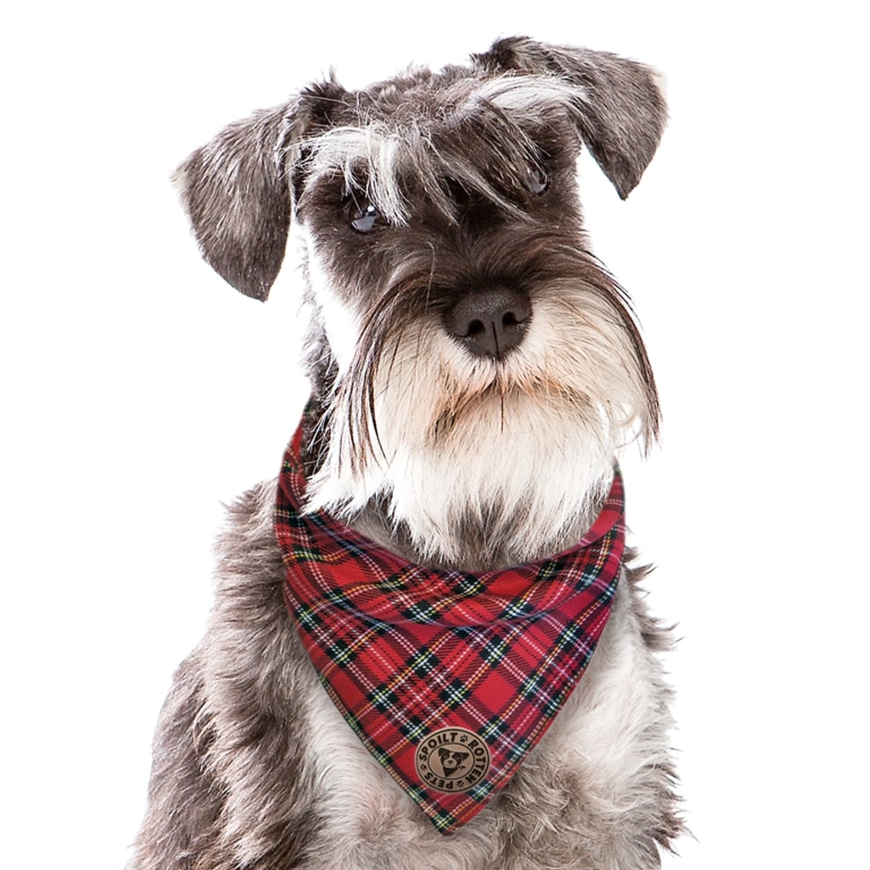 The Balmoral - Red Tartan Tied Dog Bandana