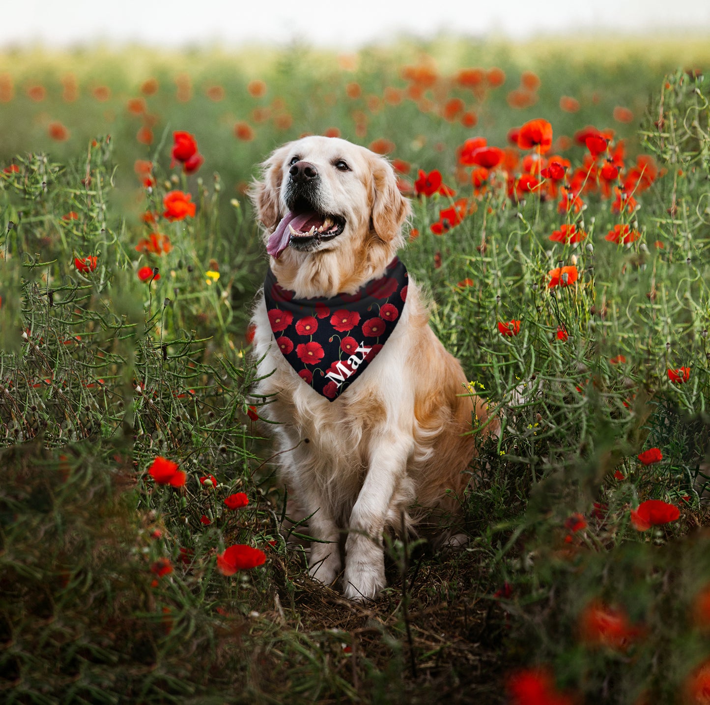 Poppy Trail Dog Bandana