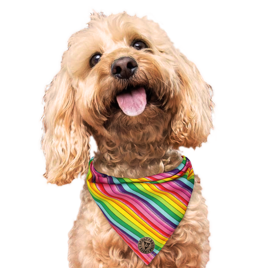 The Soho - Pride Thin Rainbow Tied Dog Bandana