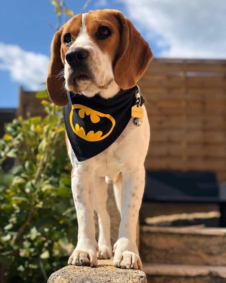 Batdog Batman Dog Bandana