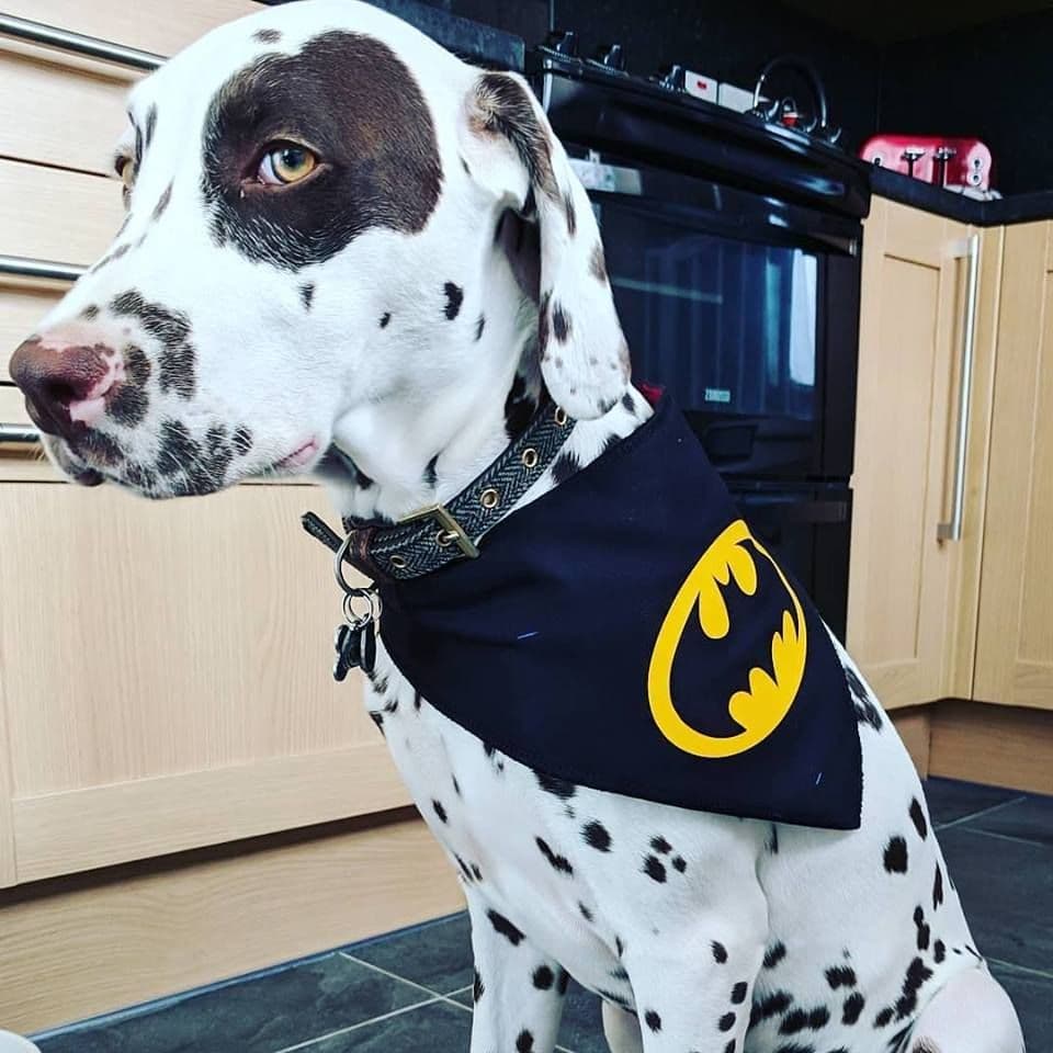 Batdog Batman Dog Bandana