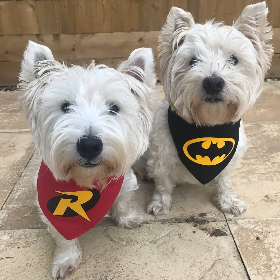 Batdog Batman Dog Bandana