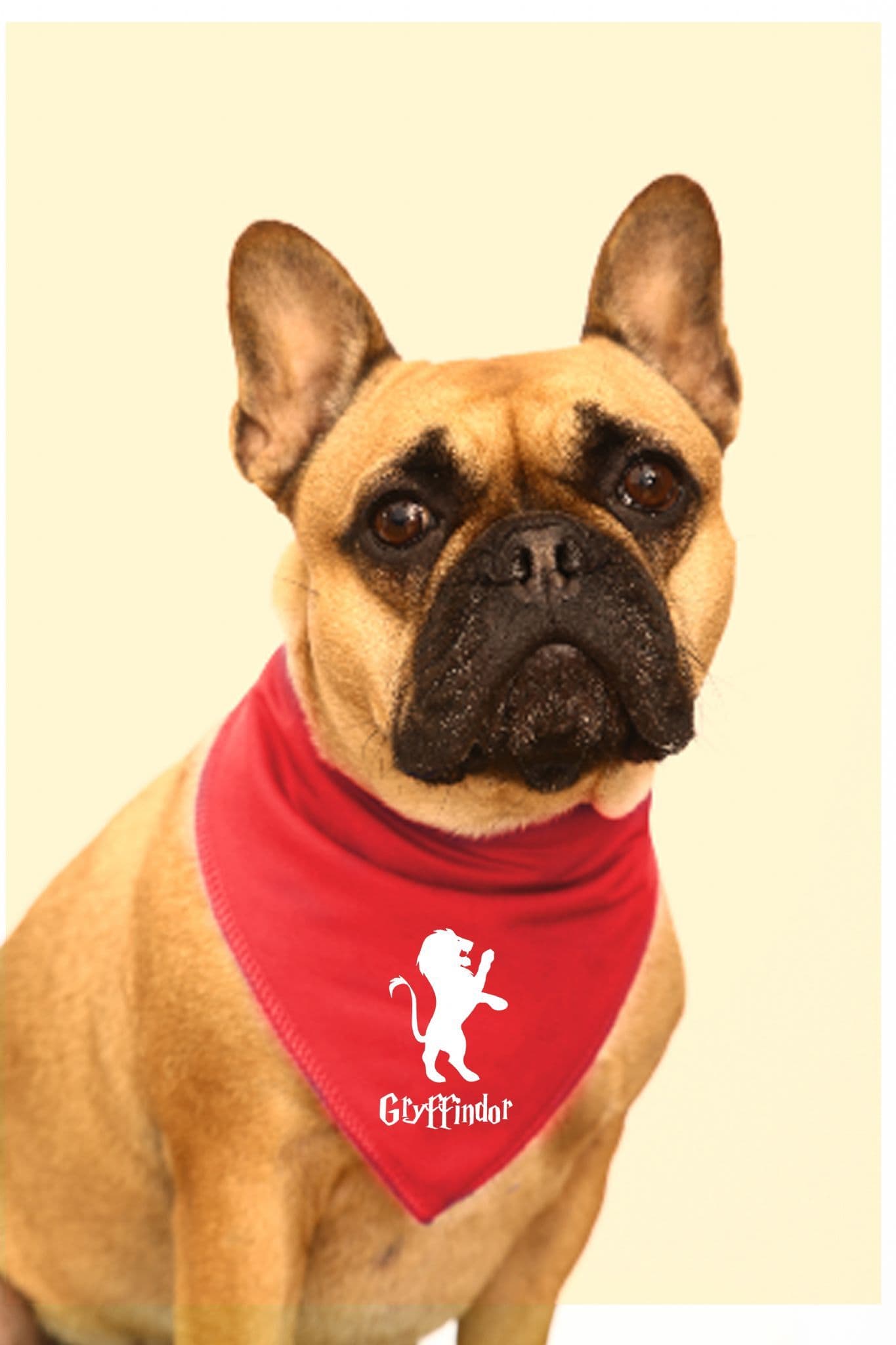 Harry Potter 'Gryffindor' Dog Bandana