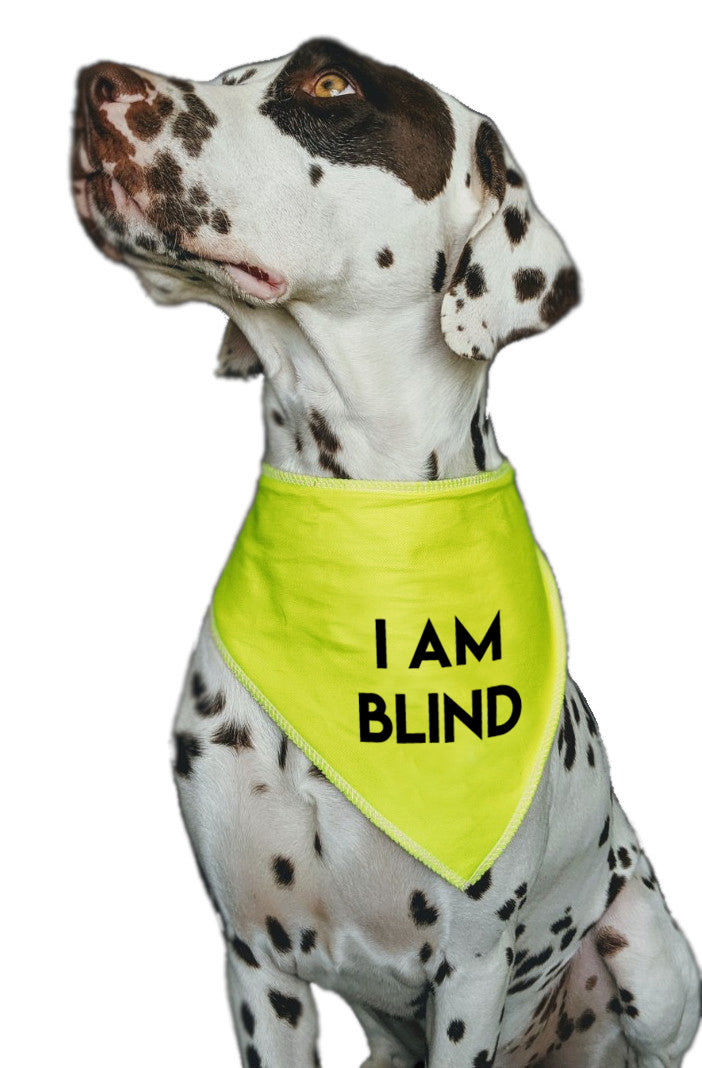 I AM BLIND Hi Vis Dog Bandana