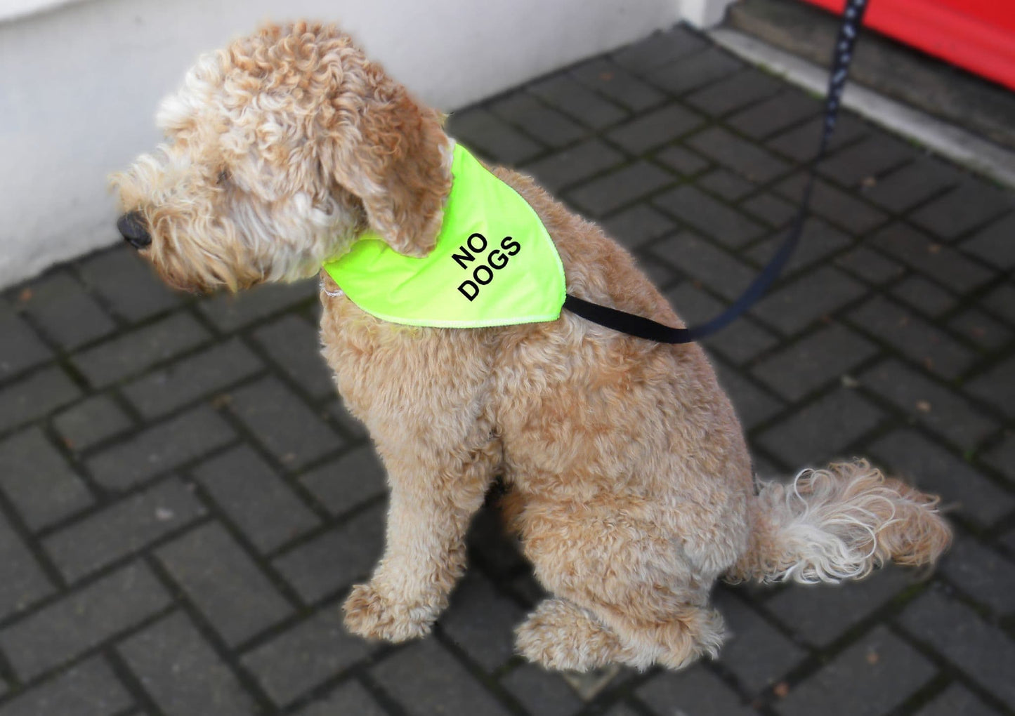'NO DOGS' Alert Hi Viz Dog Bandana