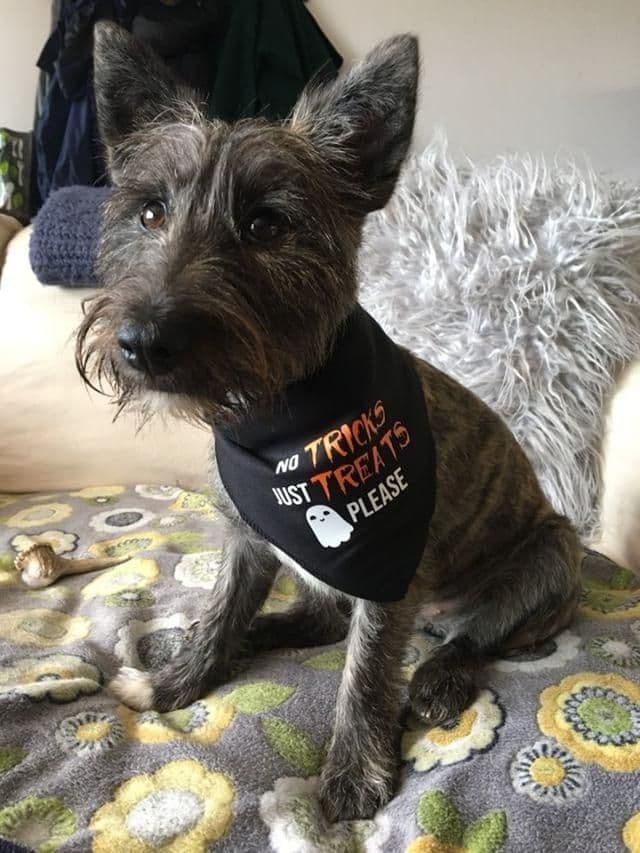 'No Tricks Just Treats' Halloween Dog Bandana