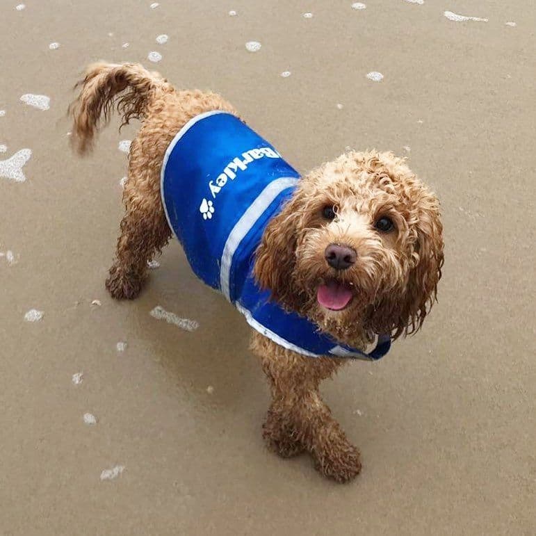 Personalised Name With Paw High Visibility Lightweight Coat