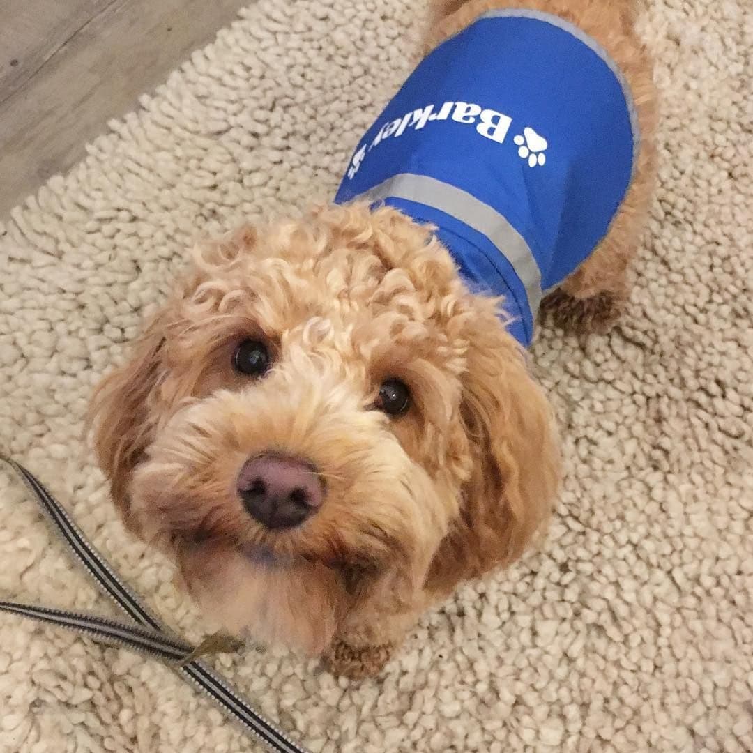 Personalised Name With Paw High Visibility Lightweight Coat
