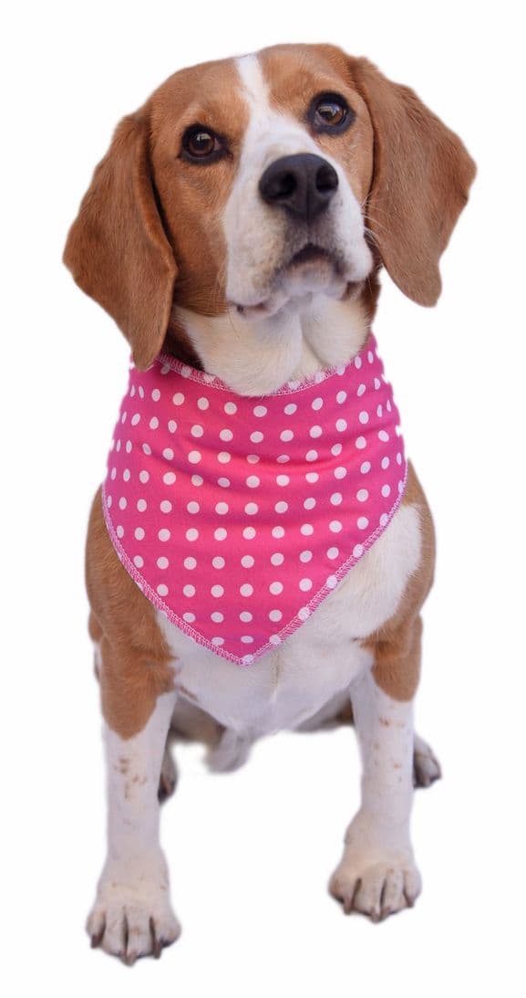 Personalised Pink Polka Dot Dog Bandana