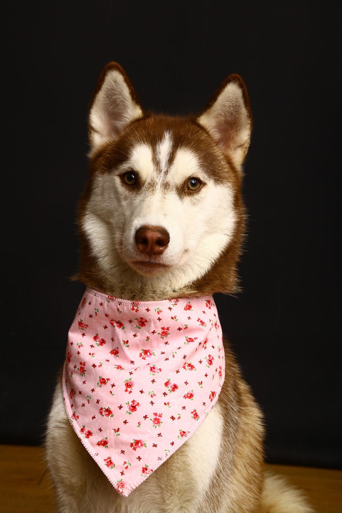 Personalised Pink Vintage Rose Dog Bandana