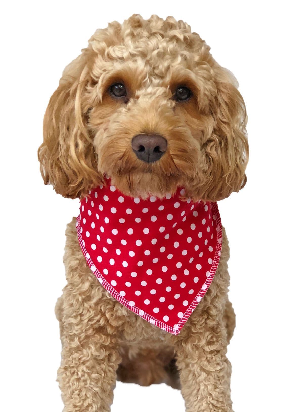 Personalised Red Polka Dot Dog Bandana