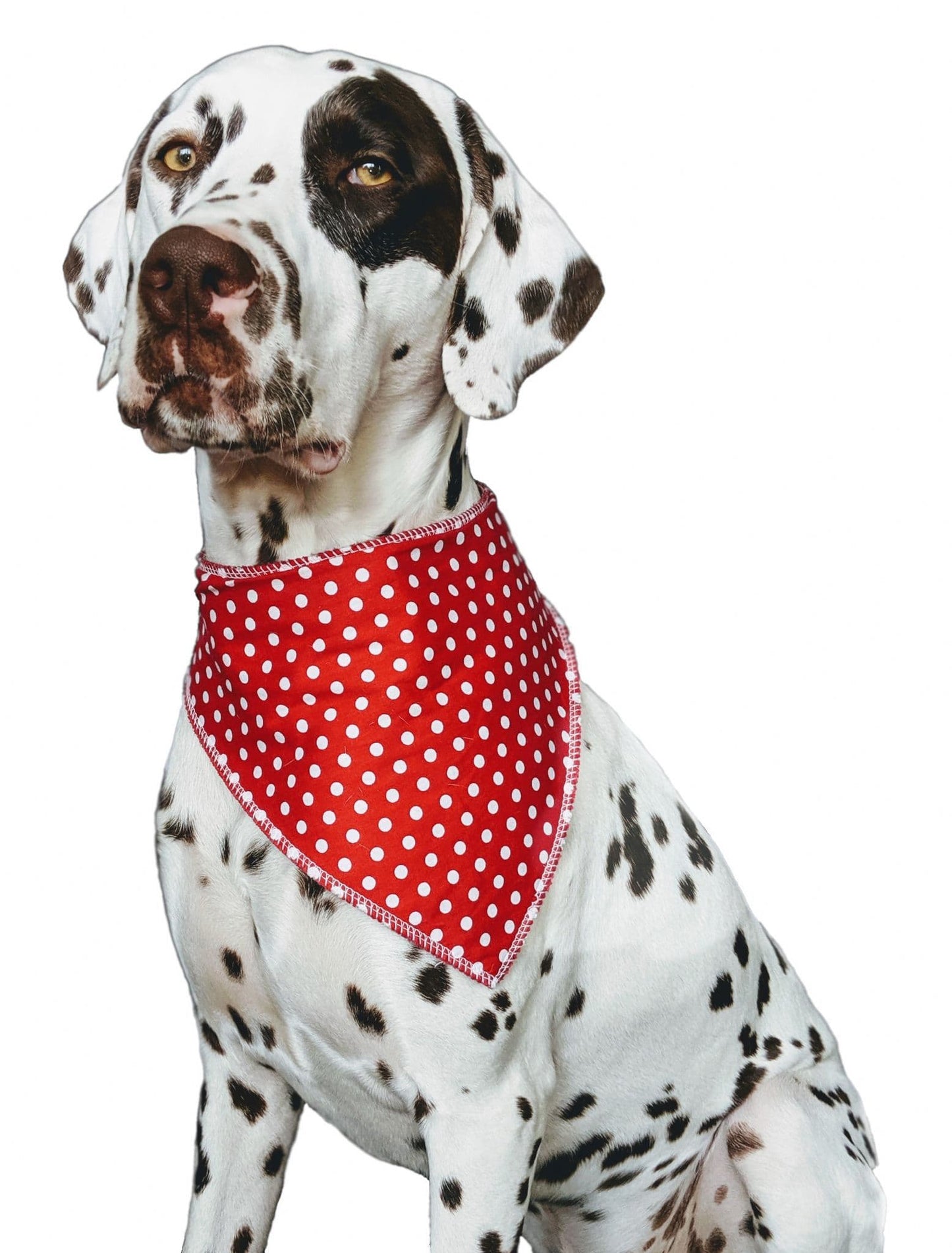 Personalised Red Polka Dot Dog Bandana
