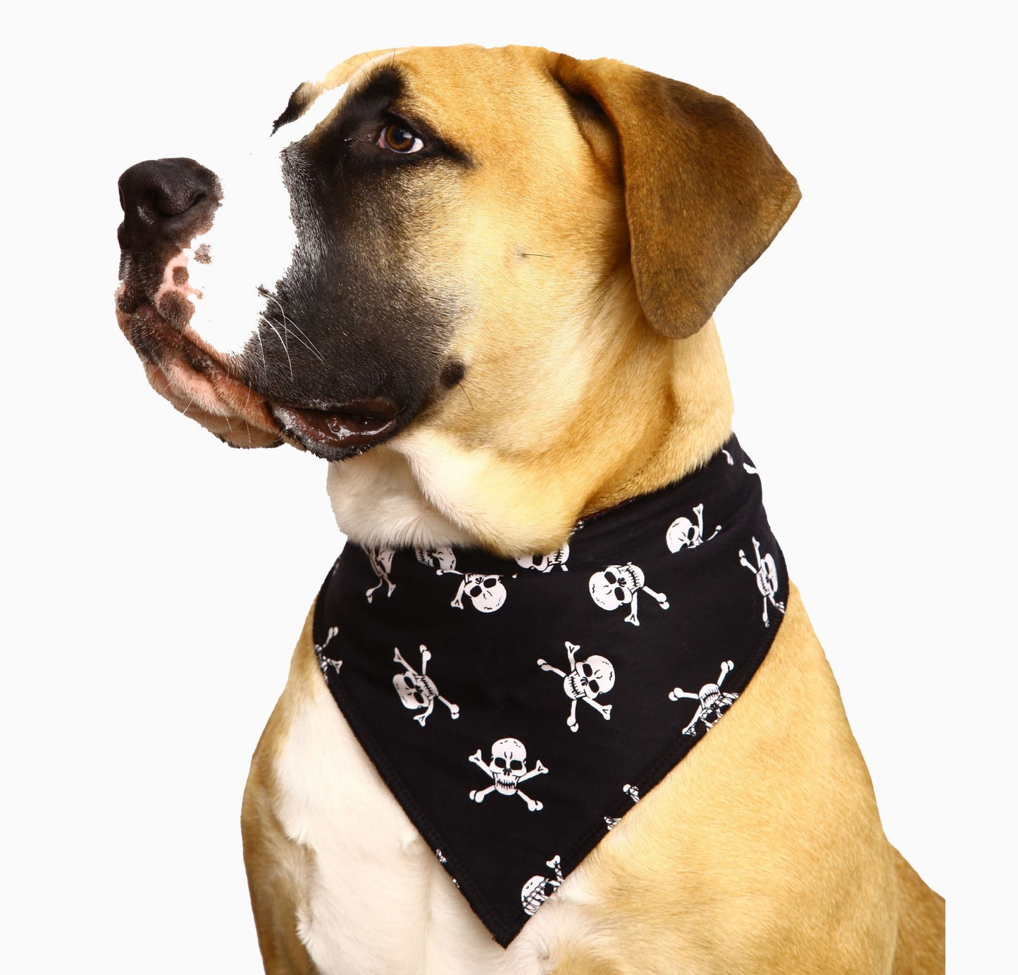 Personalised White Skulls Dog Bandana