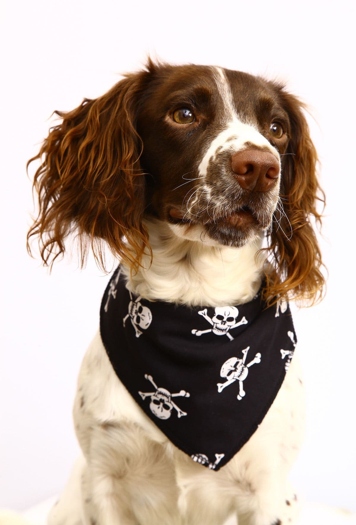 Personalised White Skulls Dog Bandana
