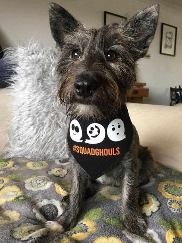 '#Squadghouls' Halloween Dog Black Bandana