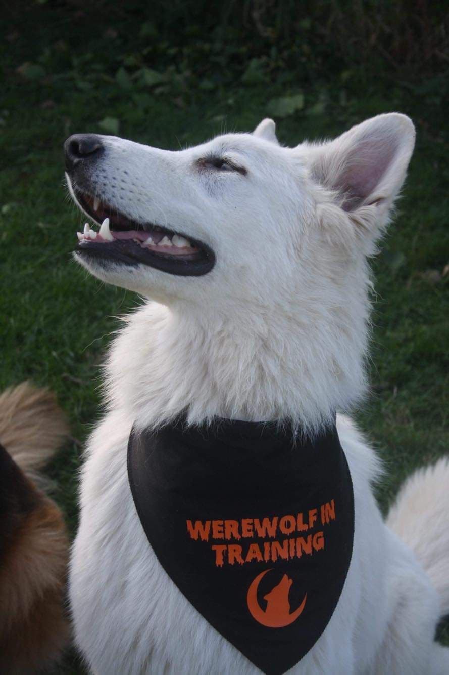 'Werewolf In Training' Dog Bandana