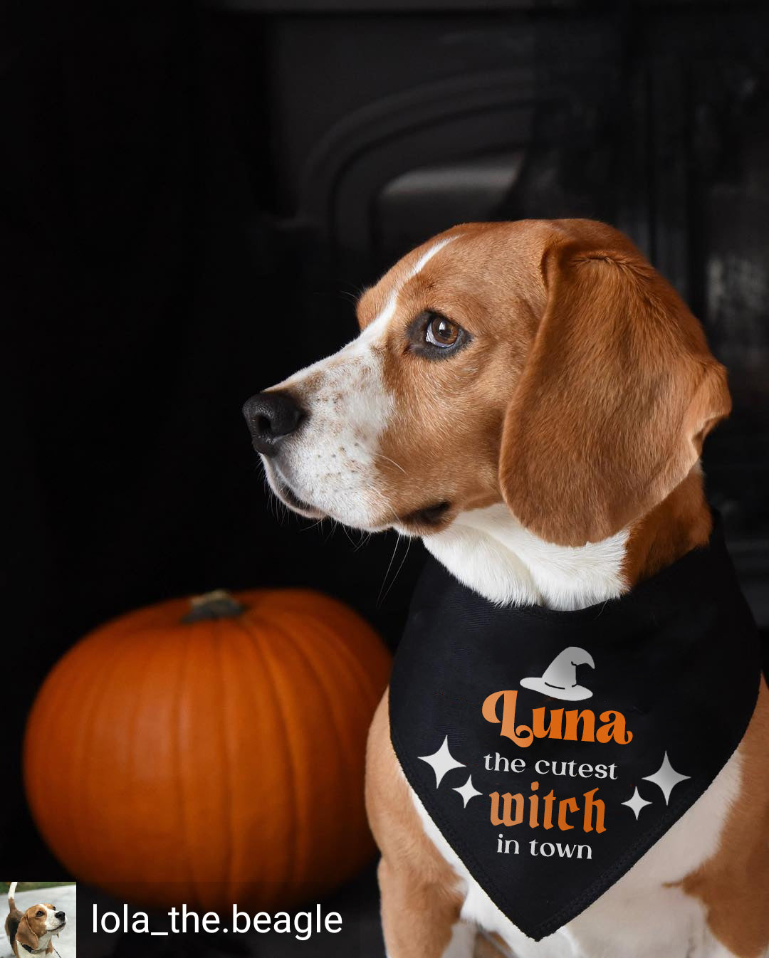 Cutest Witch In Town Personalised Dog Bandana