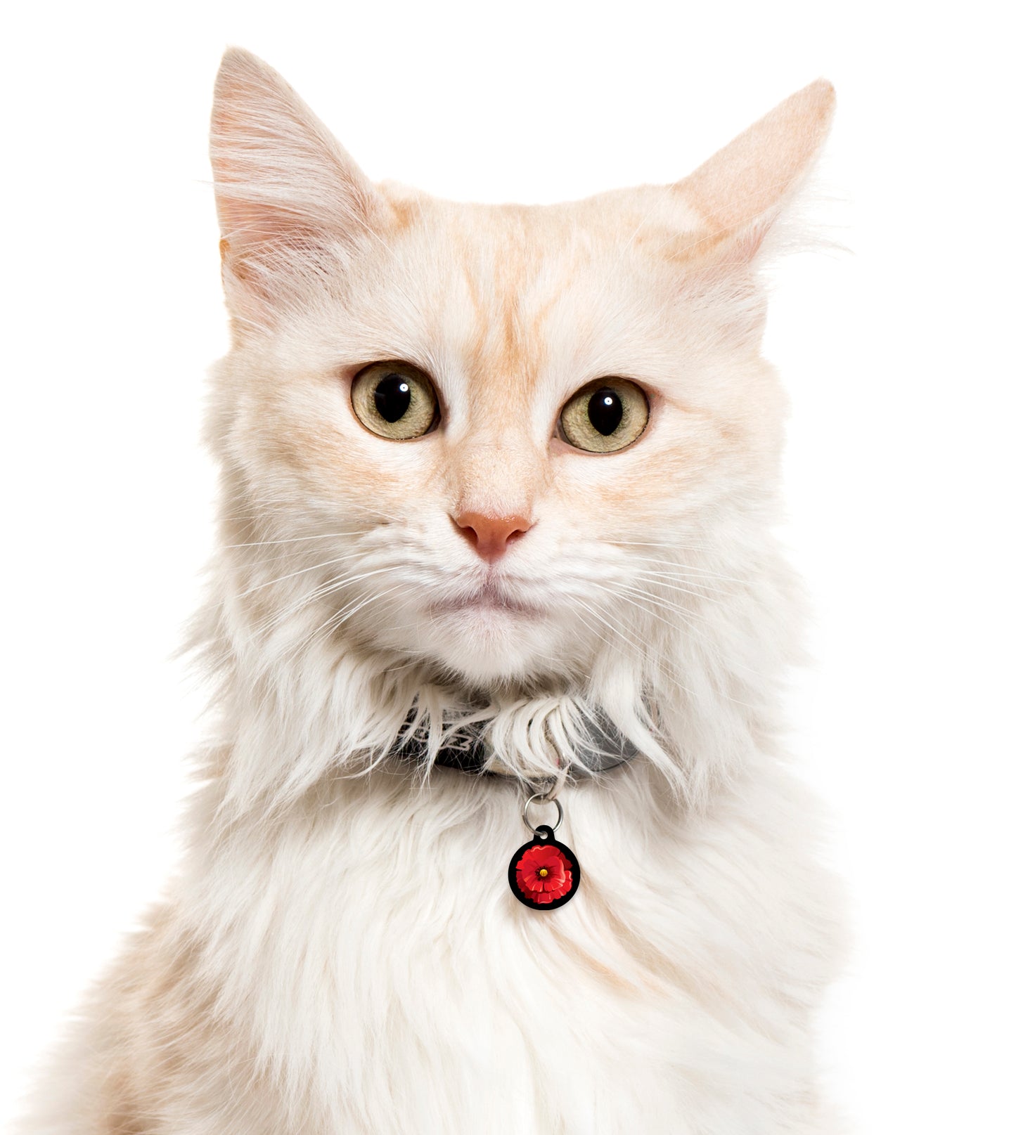 Poppy - Pet ID Tag