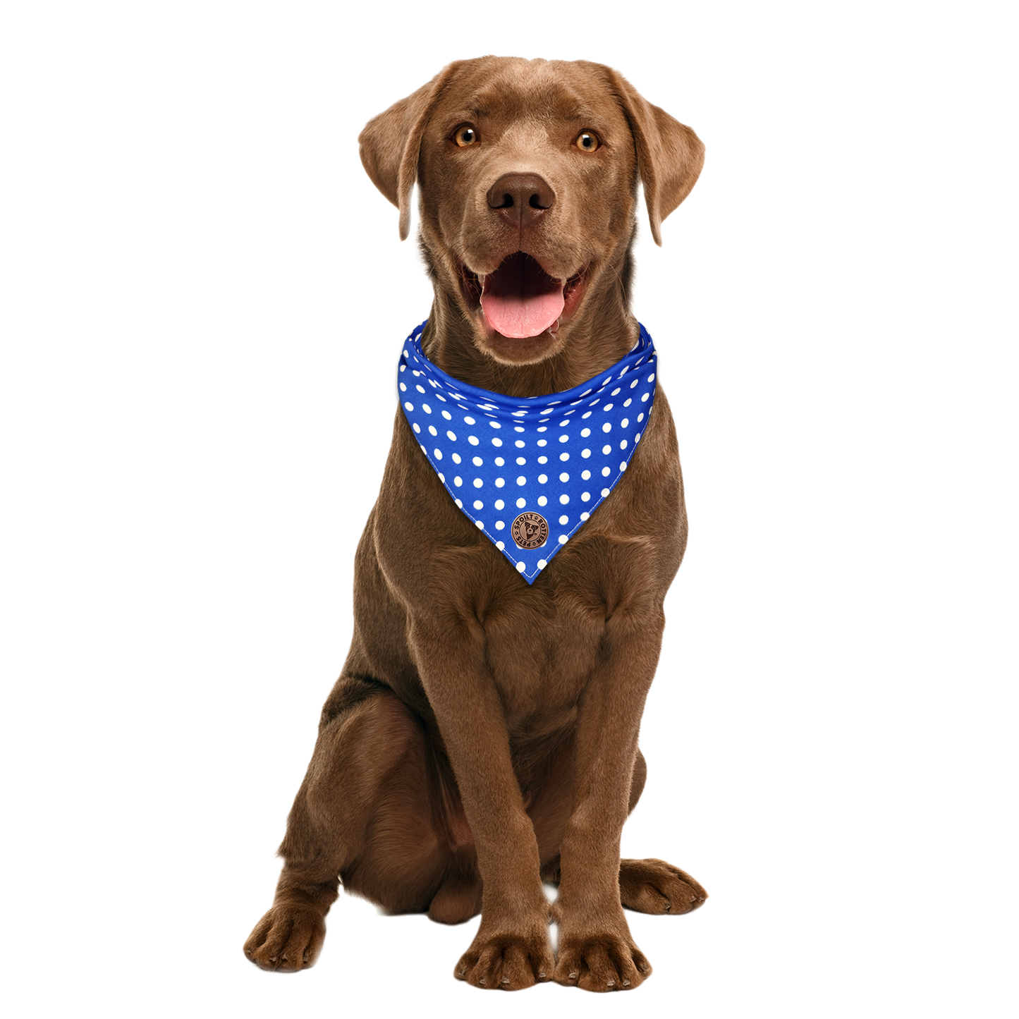 The Cambridge - Polka Dot Blue Tied Dog Bandana