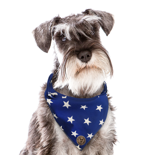 The Portsmouth - Large Stars Royal Blue Tied Dog Bandana