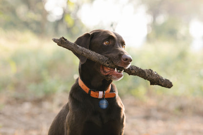 Frost - Pet ID Tag