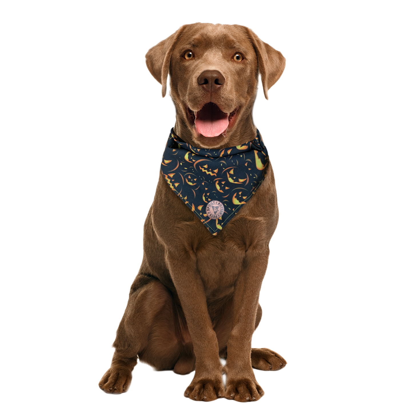 The Burley - Spooky Pumpkin on Black Tied Dog Bandana