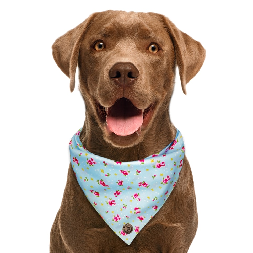 The Somerset - Blue Vintage Rose Dog Bandana