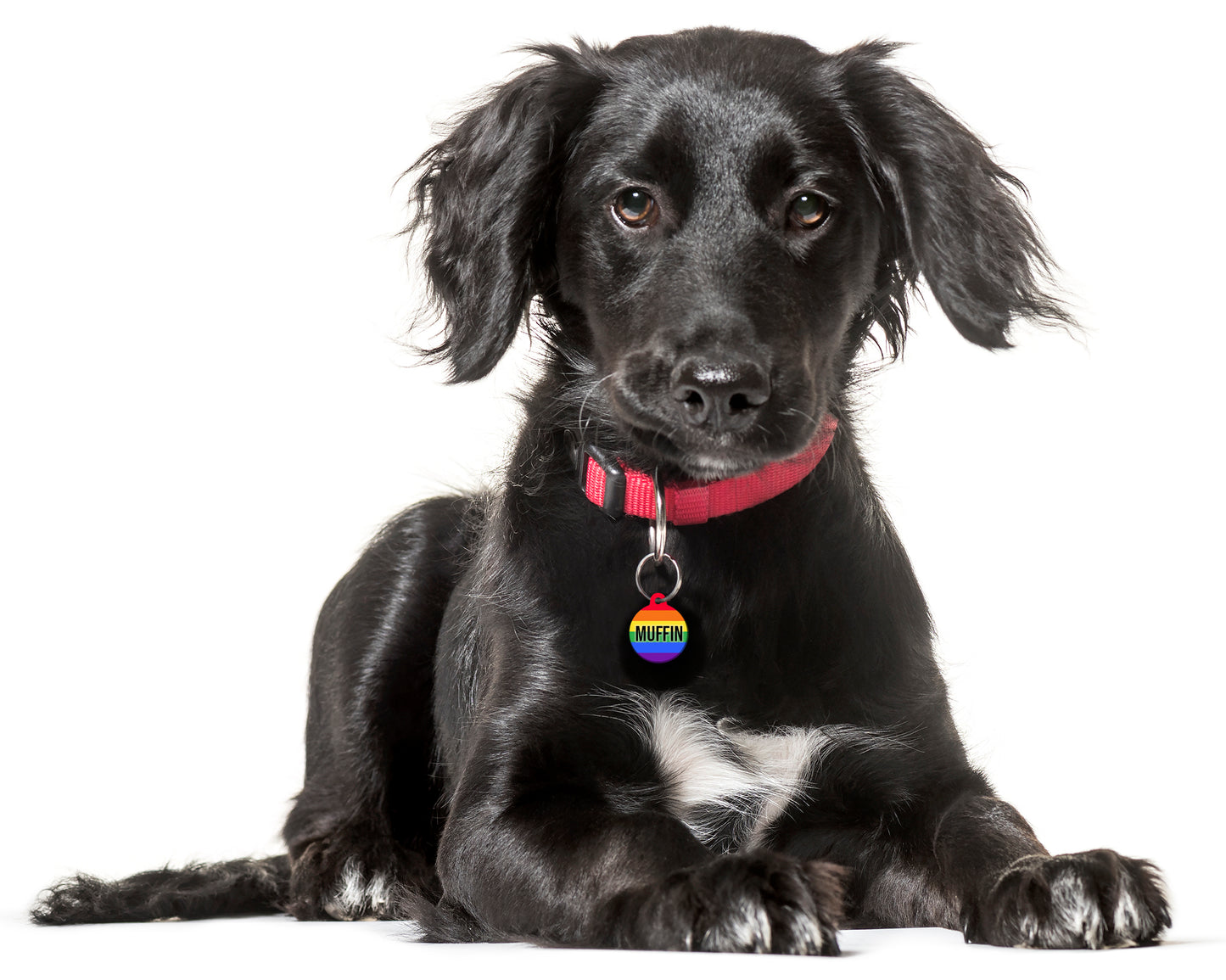 Rainbow Pride Stripe - Pet ID Tag