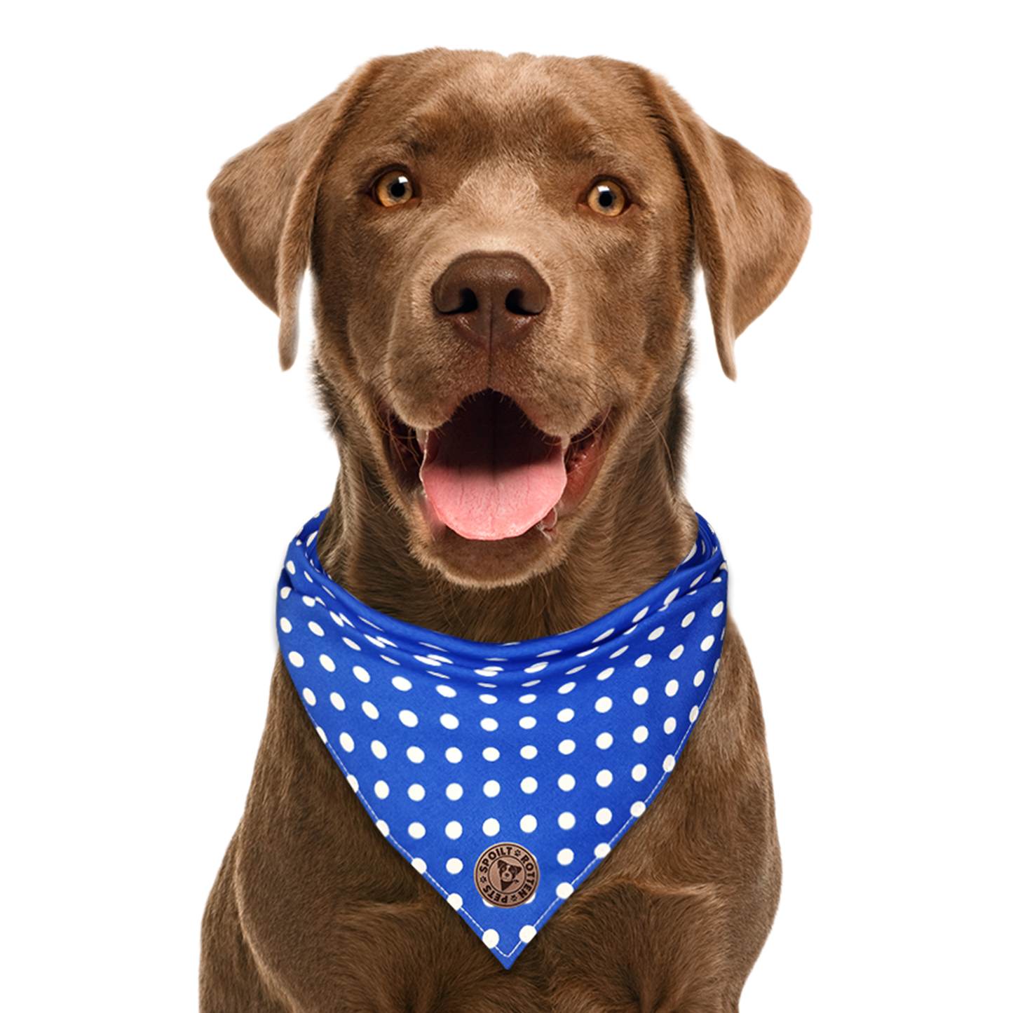 The Cambridge - Polka Dot Blue Tied Dog Bandana