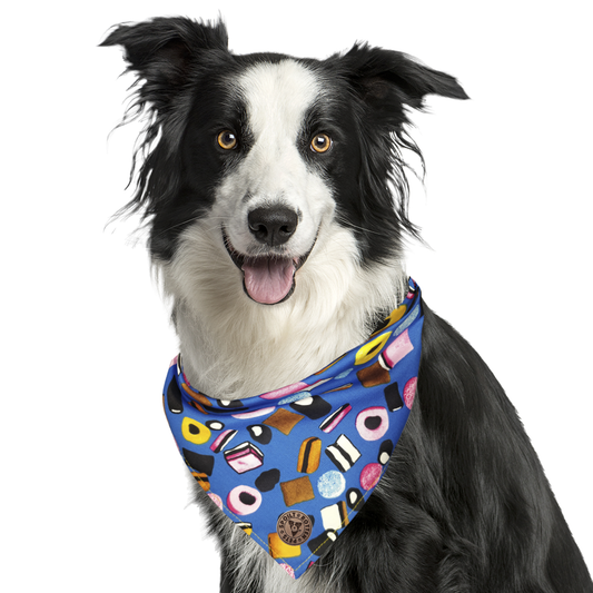 The Scarborough - Liquorice Allsorts Blue Tied Dog Bandana