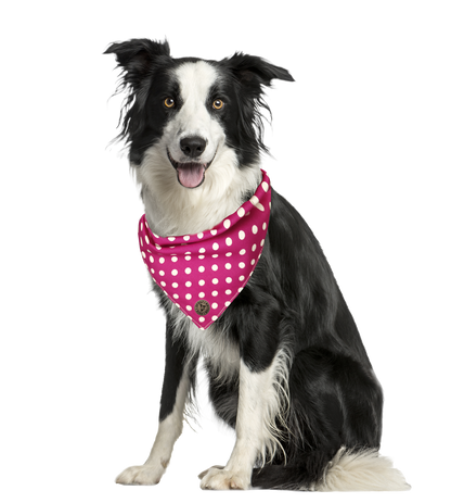 The Essex - Polka Dot Pink Tied Dog Bandana