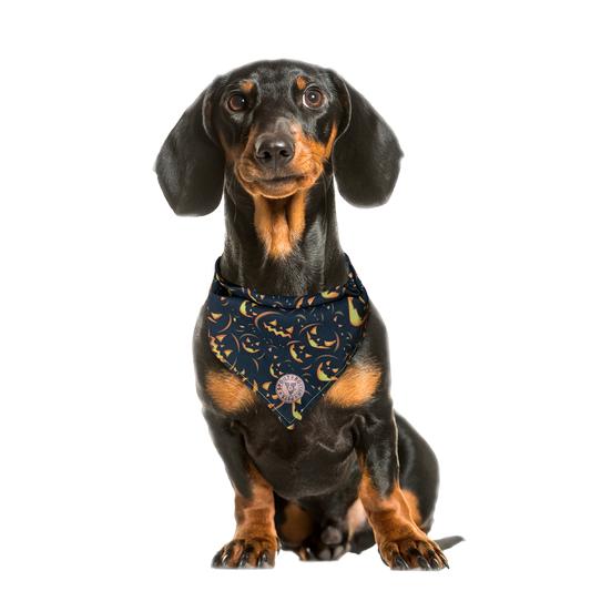 The Burley - Spooky Pumpkin on Black Tied Dog Bandana