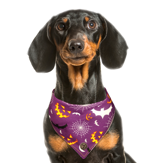 The Pomeroy - Grinning Pumpkins & Webs & Bats Tied Dog Bandana