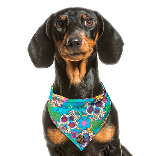 The York - Blue Sugar Skulls Dog Bandana