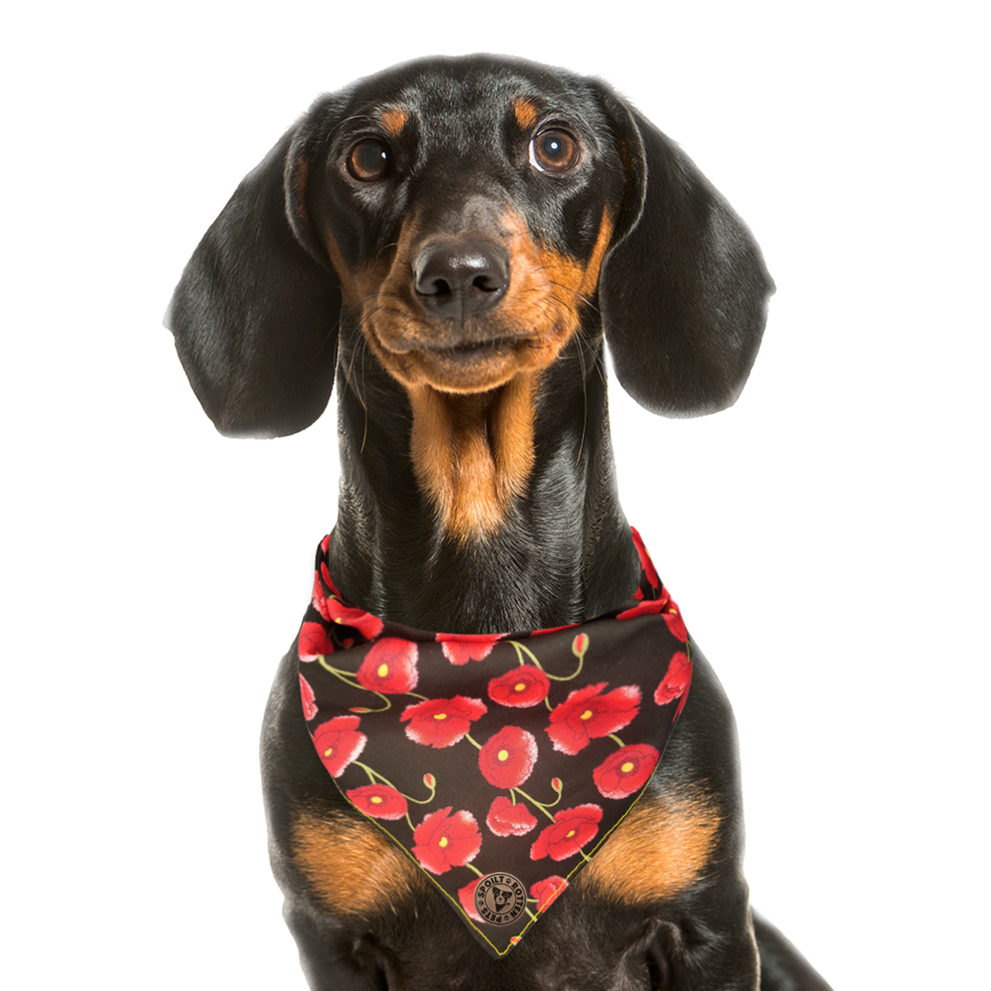 The Gloucester - Poppy Trails Tied Dog Bandana