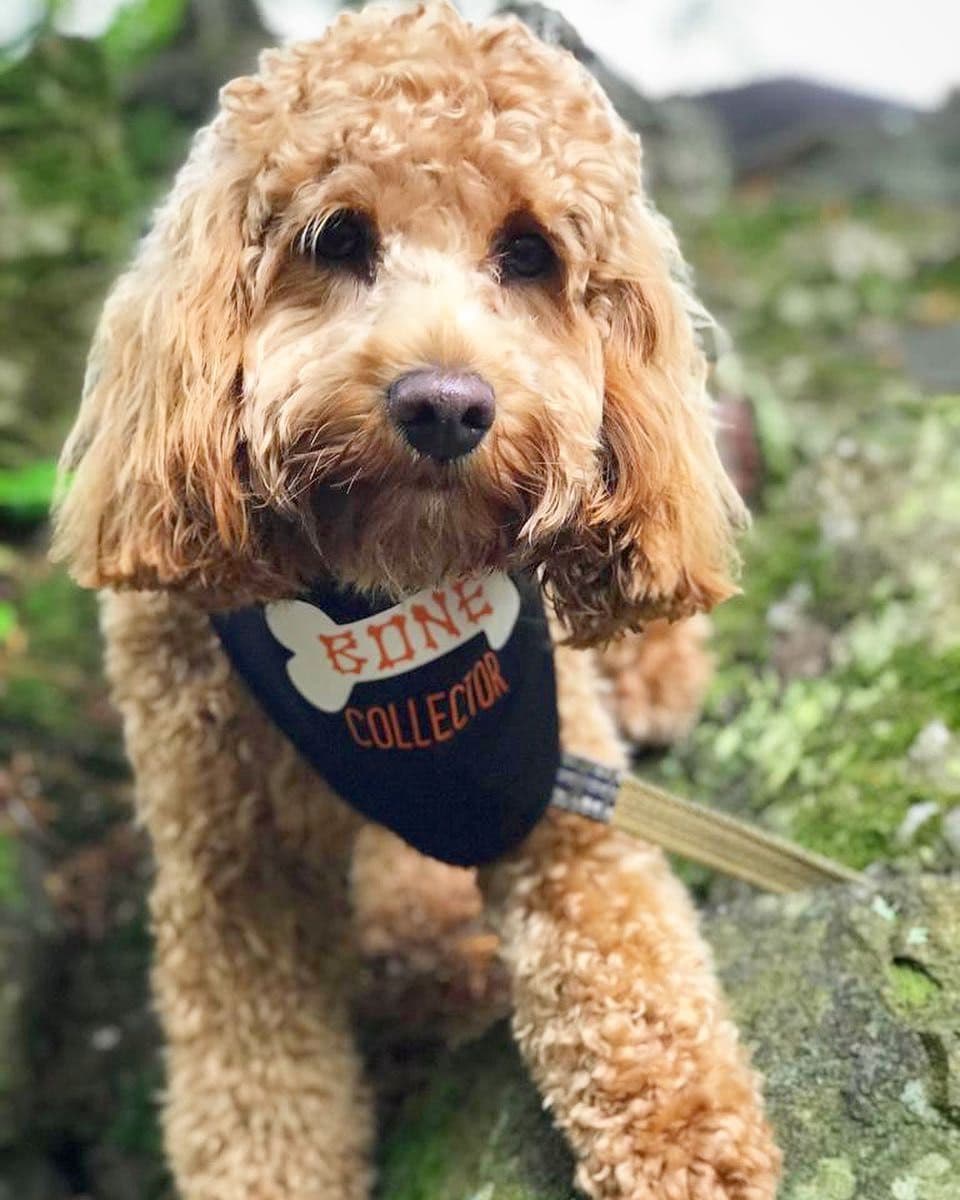 'Bone Collector' Halloween Dog Bandana