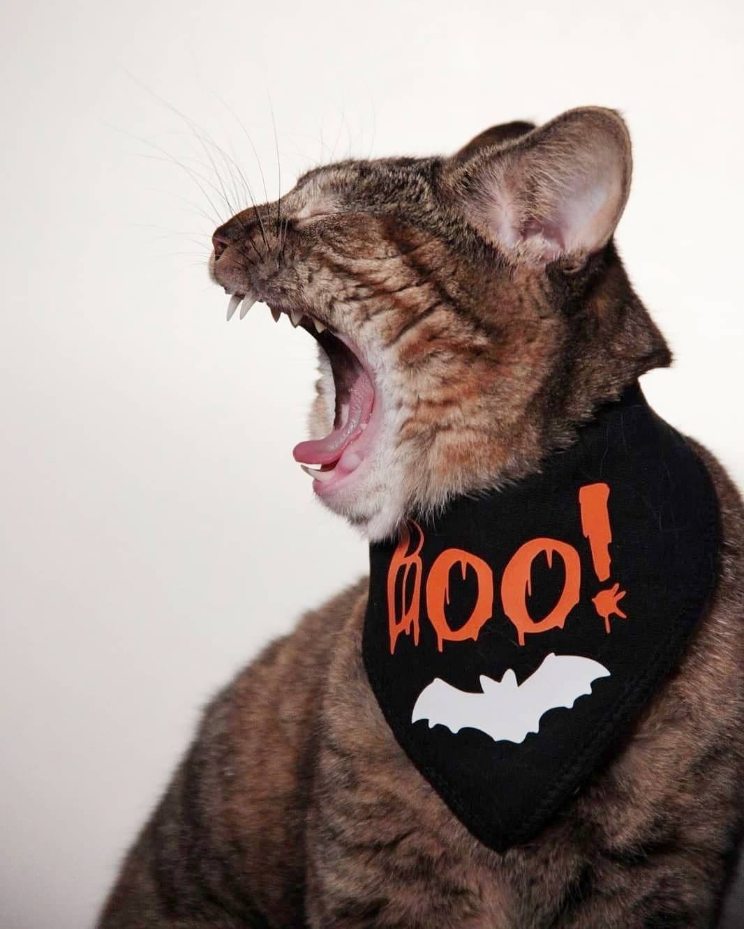 'Boo' Bat Halloween Dog Bandana