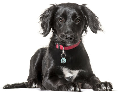 Call My Mum She's Ugly Crying Turqouise - Pet (Dog & Cat) ID Tag
