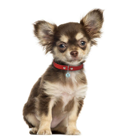 Call My Mum She's Ugly Crying Turqouise - Pet (Dog & Cat) ID Tag
