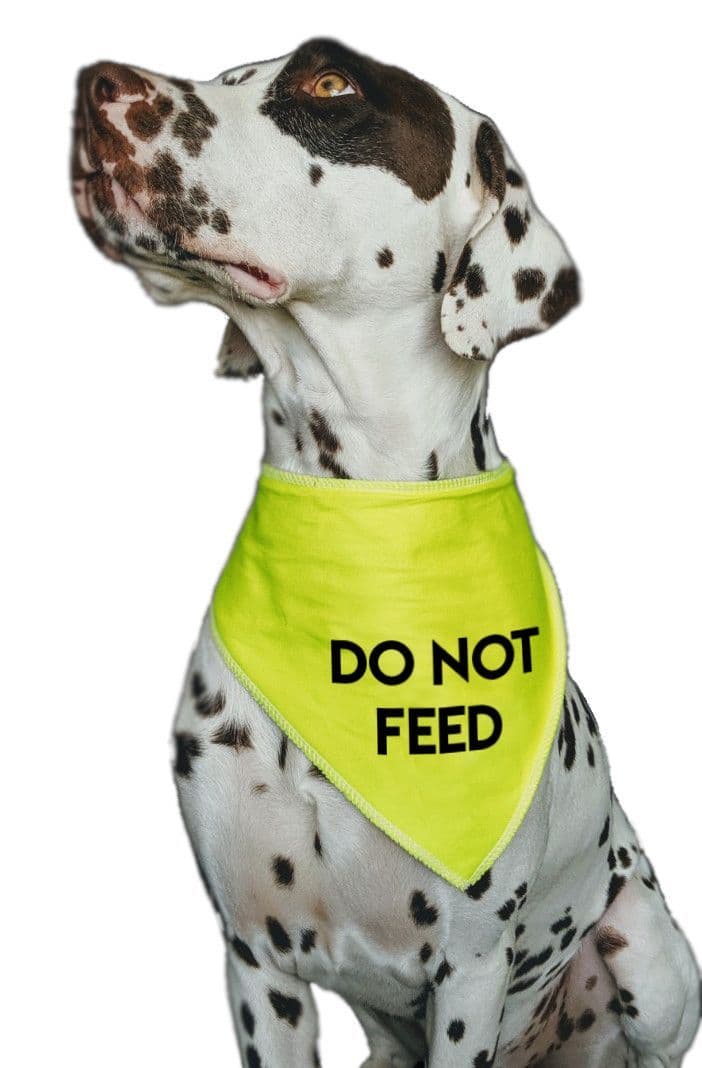 'DO NOT FEED' Alert Hi Viz Dog Bandana