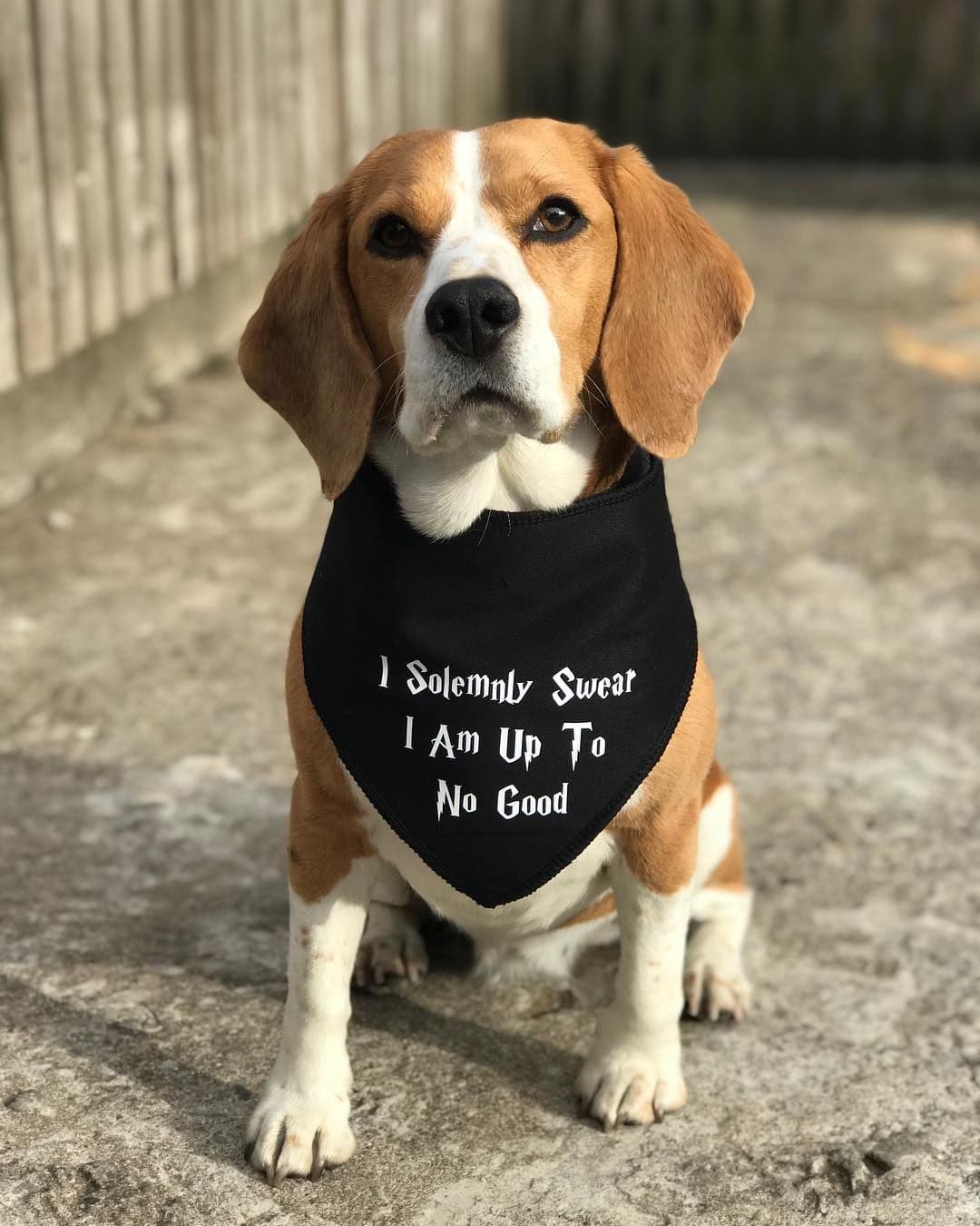 Harry Potter 'I Solemnly Swear I Am Up To No Good' Dog Bandana