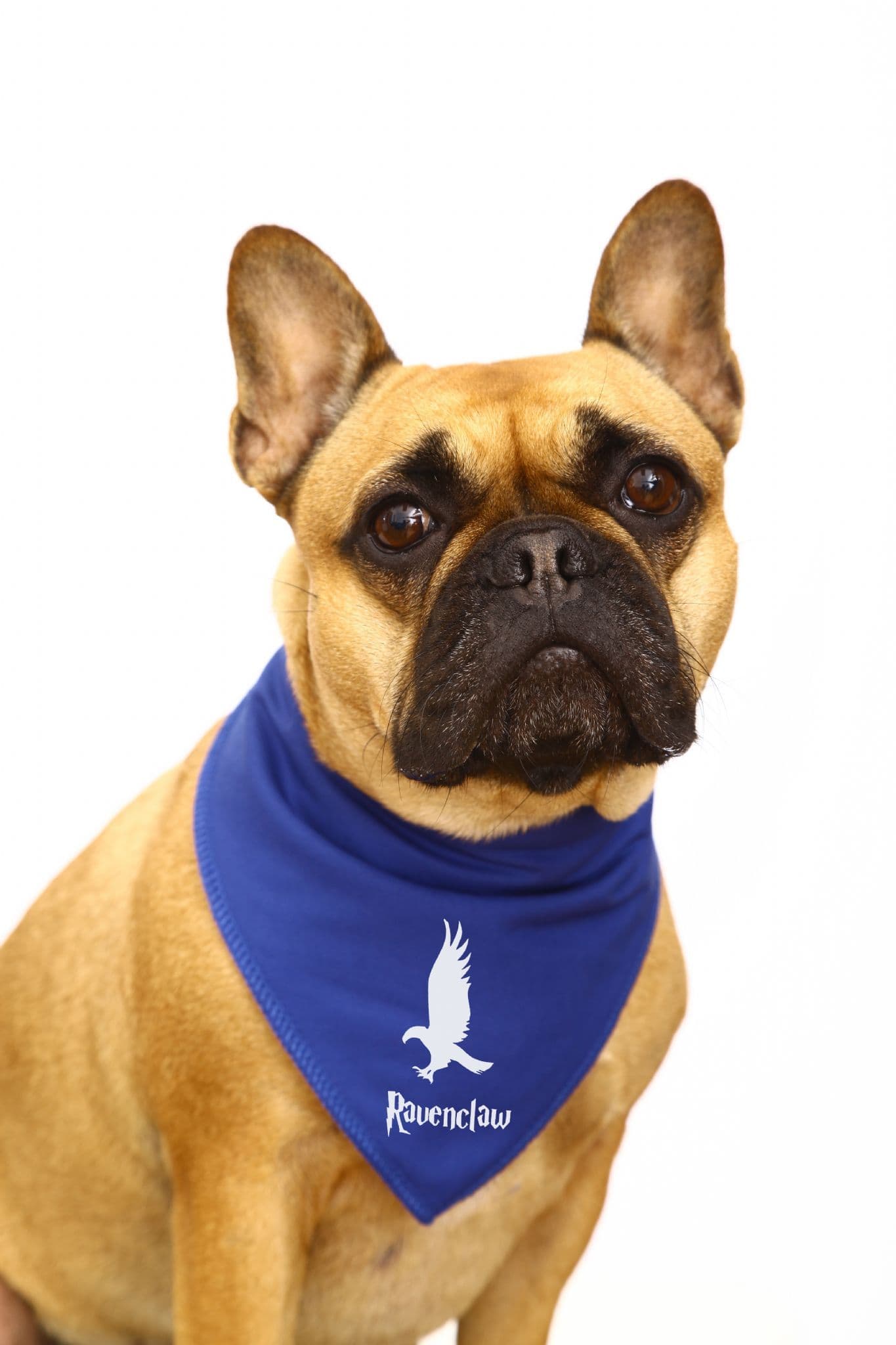 Harry Potter 'Ravenclaw' Dog Bandana