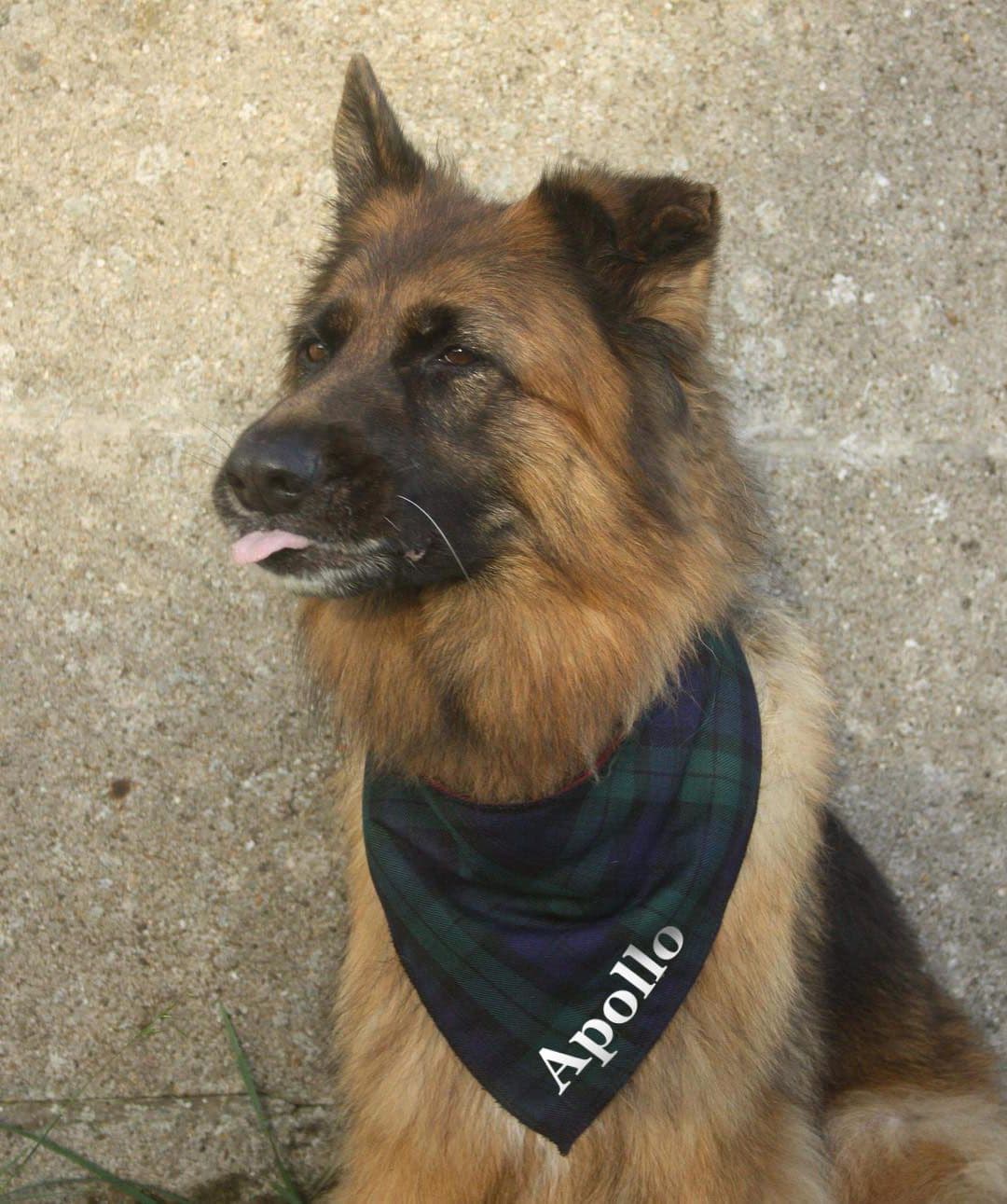 Personalised Black Watch Blue Tartan Dog Bandana