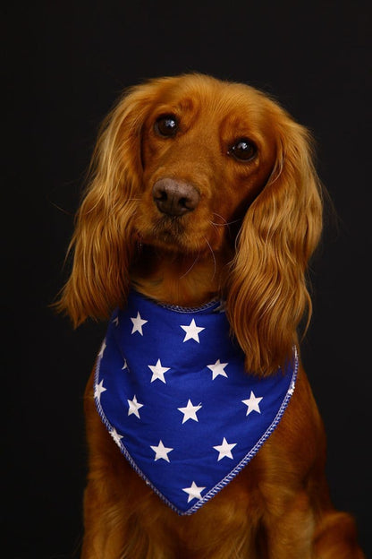 Personalised Blue Super Star Dog Bandana