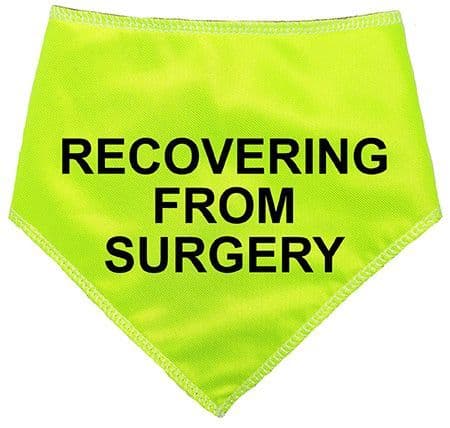 'RECOVERING FROM SURGERY' Alert Hi Viz Dog Bandana