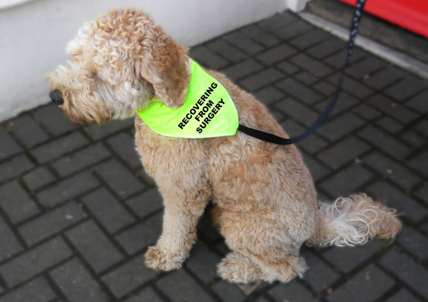 'RECOVERING FROM SURGERY' Alert Hi Viz Dog Bandana