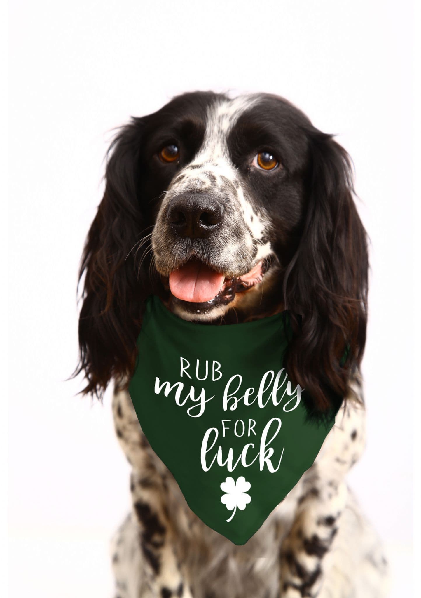 Rub My Belly For Luck' St Patrick's Day Dog Bandana